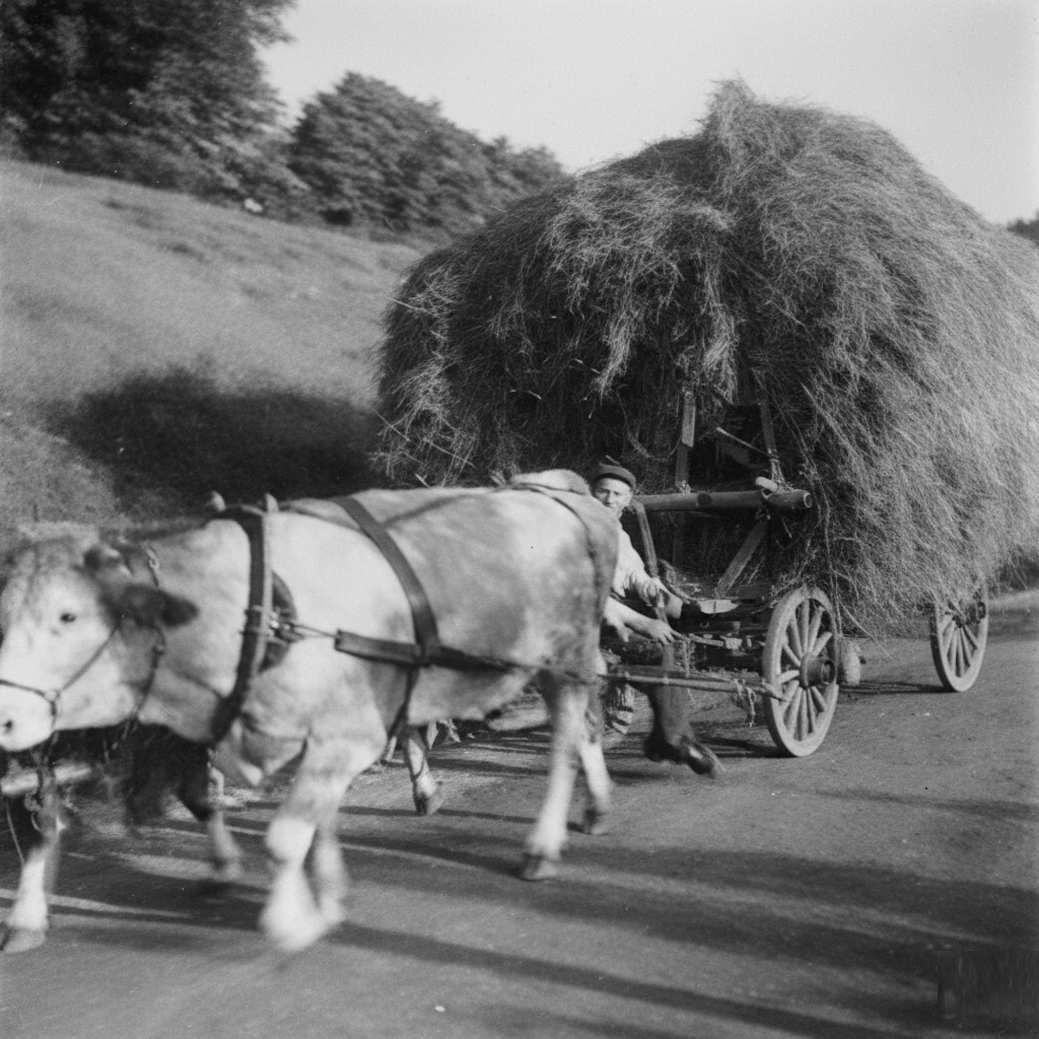 Historische Aufnahme der Landwirtschaft des Goldenen Ochsen mit Zugrindern vor einem hoch beladenen Heuwagen