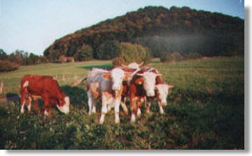Rinder auf einer Weide in der Region Hohenstaufen
