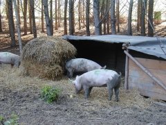 Schweine in artgerechter Haltung bei einem unserer regionalen Landwirte